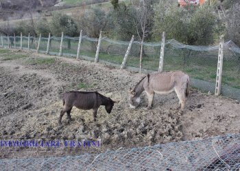 Foto 6 - Agricultural land Contrada Valle San Martino
 
snc, Appignano del Tronto - photo 6