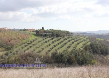 Foto 11 - Agricultural land Contrada Valle San Martino
 
snc, Appignano del Tronto - photo 11