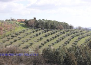 Foto 15 - Agricultural land Contrada Valle San Martino
 
snc, Appignano del Tronto - photo 15