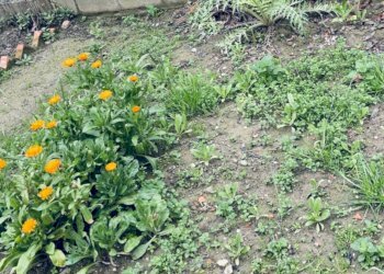 Foto 9 - Appartamento San Miniato - foto 9