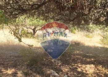 Non correlato - Terreno agricolo Contrada Paternella
 
snc, Terrasini - foto 8