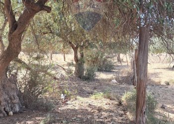 Giardino - Terreno agricolo Contrada Paternella
 
snc, Terrasini - foto 13