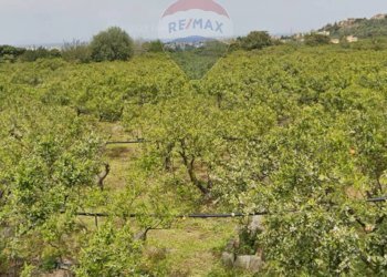Giardino - Terreno agricolo Vicolo Rappallo, Palermo - foto 4