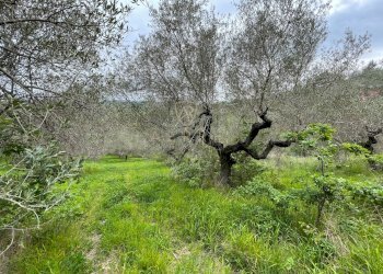 Foto 6 - Terreno edificabile Strada Vicinale Palmerini, Montesilvano - foto 6