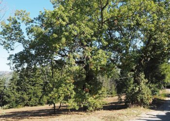 Foto 6 - Terreno edificabile C.da Colle Cucco, Bucchianico - foto 6