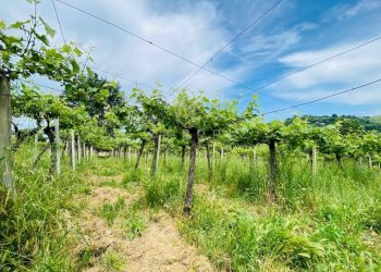 Foto 16 - Casa indipendente Contrada Maiure
 
55, Vacri - foto 16