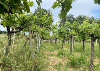 Foto 17 - Casa indipendente Contrada Maiure
 
55, Vacri - foto 17