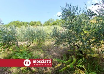 Foto 5 - Terreno agricolo Braccano, Matelica - foto 5