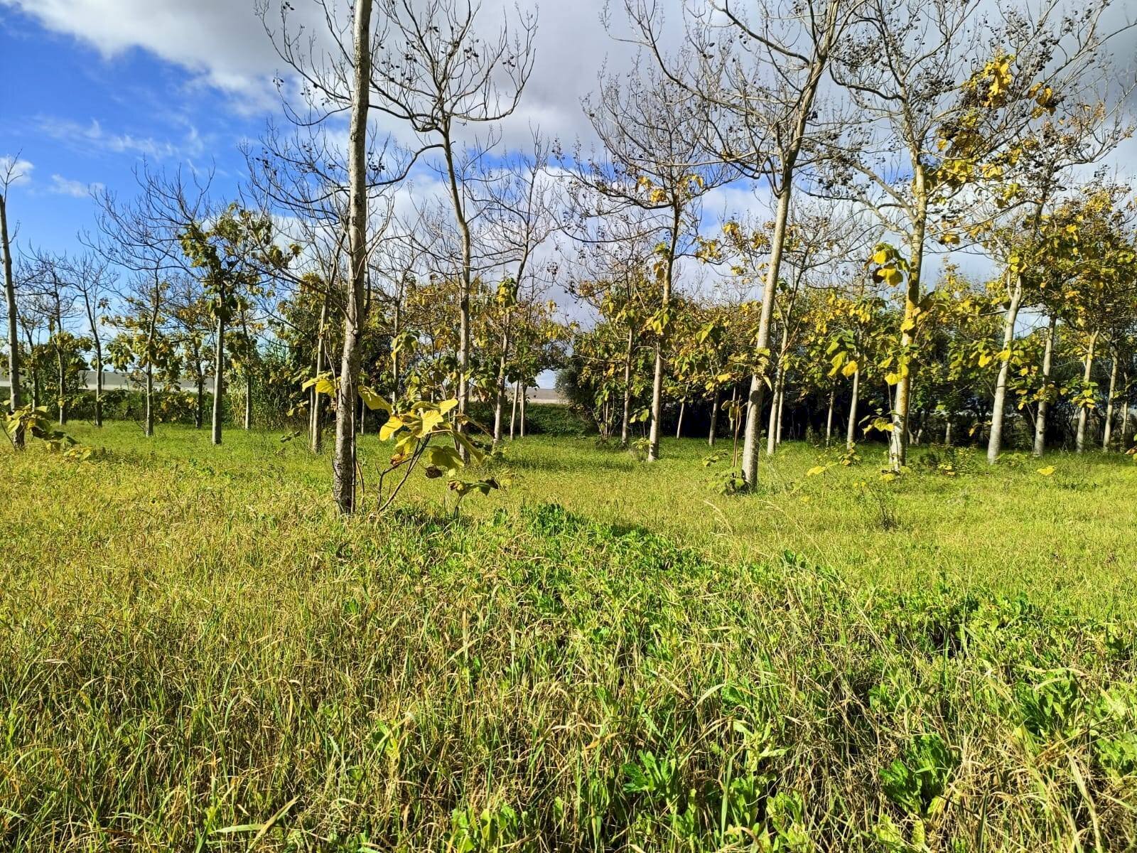 Foto 1 - Casa indipendente Località Nuracesus, Nuraminis - foto 1