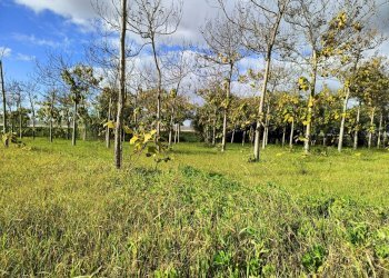 Foto 1 - Casa indipendente Località Nuracesus, Nuraminis - foto 1