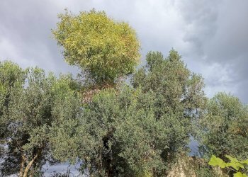 Foto 4 - Casa indipendente Località Nuracesus, Nuraminis - foto 4