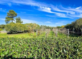 Foto 63 - Villa REGIONE MACCIA D` AGLIASTRU
 
166, Sassari - foto 63