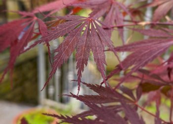 Foto 78 - Independent house ANTONIO MAXIA
 
20, Aritzo - photo 78