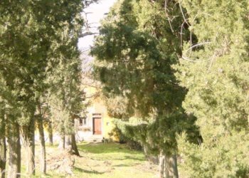 vendita colonica campagna Rufina - Rustico via di Castiglioni
 
10, Rufina - foto 5