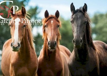 TERRANOVA BRACCIOLINI  AZIENDA AGRICOLA - Rustico via Sergine
 
93, Terranuova Bracciolini - foto 6