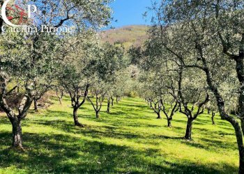Dicomano carbonile vendesi colonica con terreno - Rustico frazione Carbonile
 
20, Dicomano - foto 14
