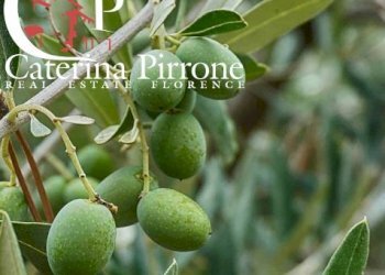 Antella vendesi oliveta - Agricultural land via di Montisoni
10, Bagno a Ripoli - photo 3