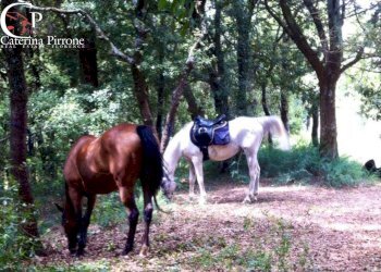 Foto 44 - Villa località Montecucco, Rignano sull'Arno - foto 44