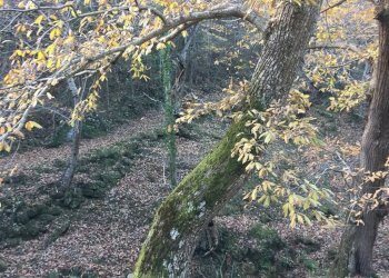 Foto 28 - Rustico località Spaliena
 
10, San Godenzo - foto 28