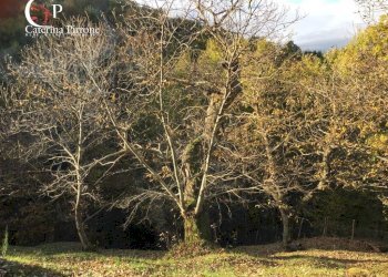 Foto 30 - Rustico località Spaliena
 
10, San Godenzo - foto 30