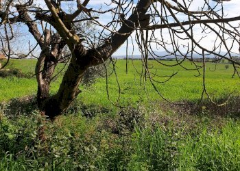 Foto 11 - Agricultural land Via delle vittorie
 
1, Pomezia - photo 11