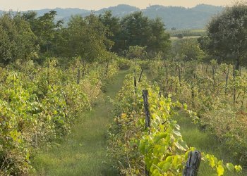 VIGNETO - Rustico Casalnoceto - foto 17