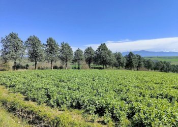 Foto 15 - Rustico Amelia - foto 15