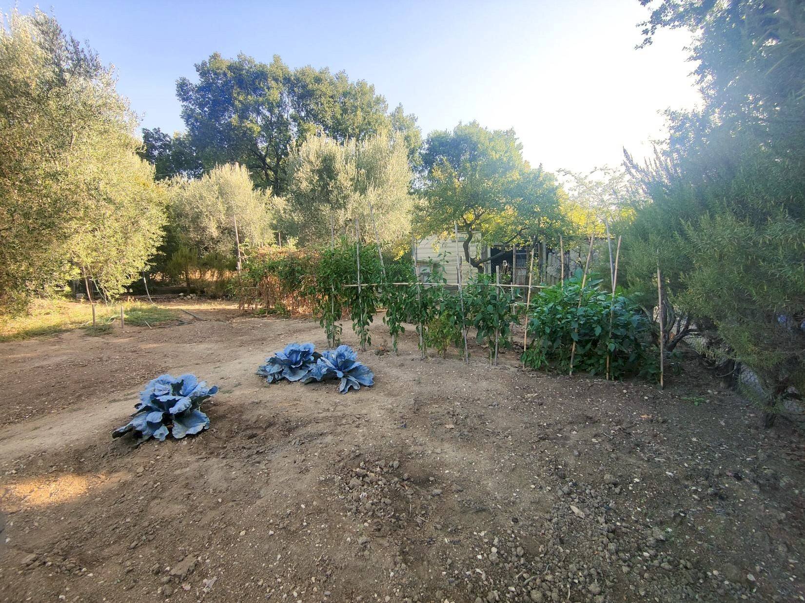 Foto 2 - Agricultural land via rimembranze
 
22, Amelia - photo 2