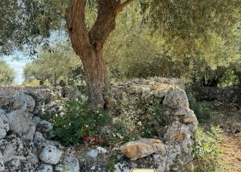 Foto 78 - Rustico contrada Tradituso
 
snc, Noto - foto 78