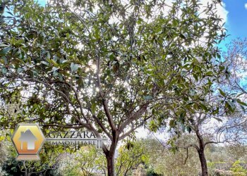 Foto 28 - Terreno agricolo C.da Sabatù
 
sn, Canicattini Bagni - foto 28