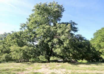 Foto 24 - Rustico Loc III san giovanni, Manciano - foto 24