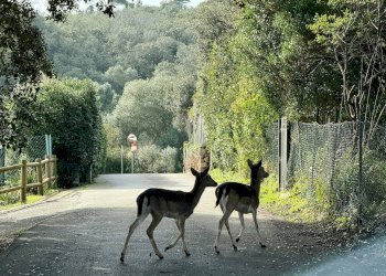 Foto 7 - Villa VIA DELLE MIMOSE, Orbetello - foto 7