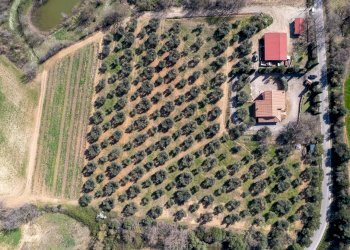 Foto 21 - Rustico Colle di Lupo, Magliano in Toscana - foto 21