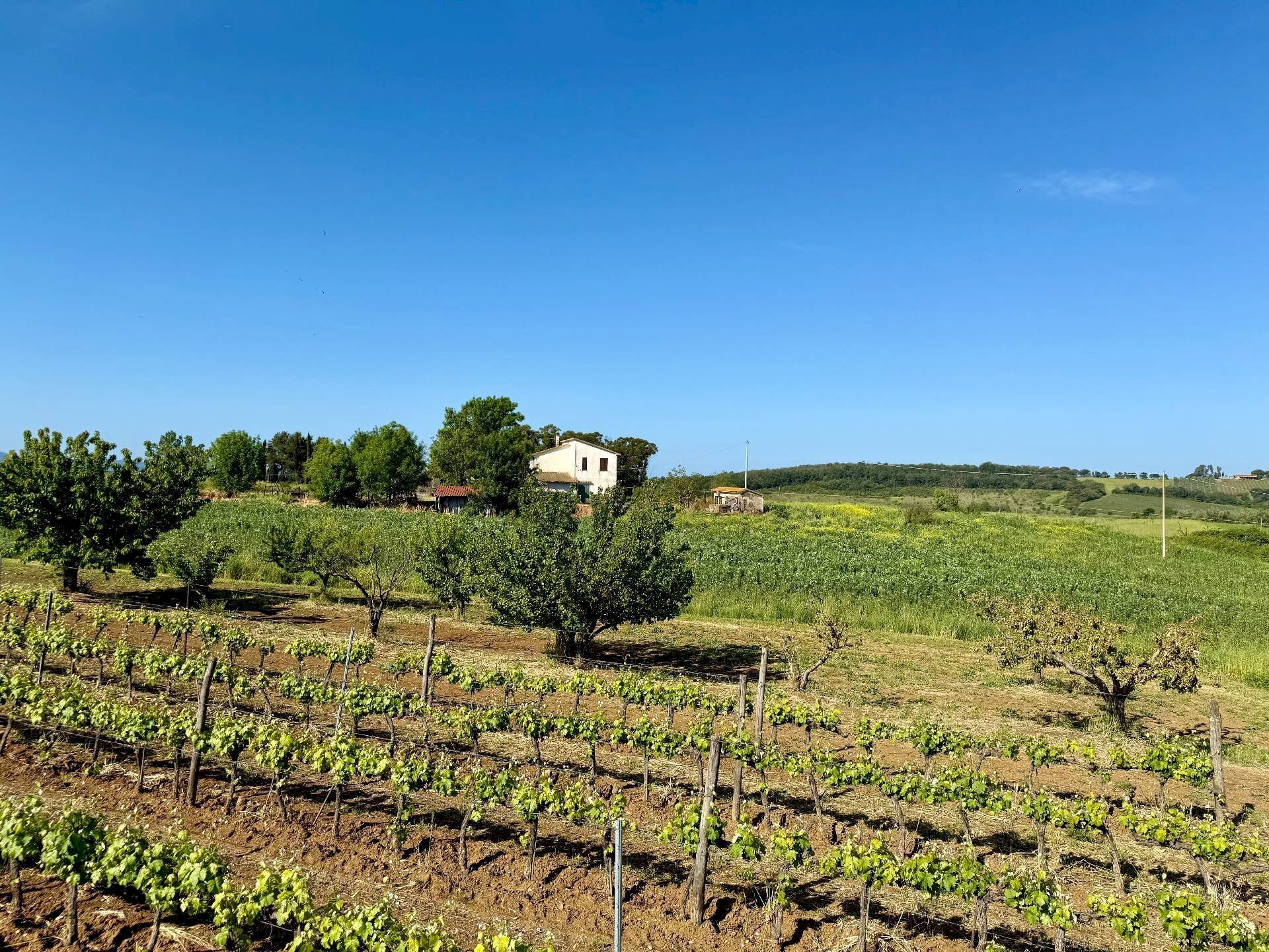 Foto 3 - Rustico LA CARLA, Magliano in Toscana - foto 3