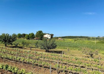 Foto 3 - Rustico LA CARLA, Magliano in Toscana - foto 3