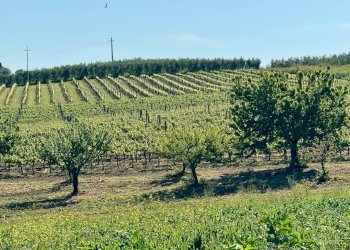 Foto 4 - Rustico LA CARLA, Magliano in Toscana - foto 4