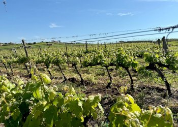 Foto 12 - Rustico LA CARLA, Magliano in Toscana - foto 12