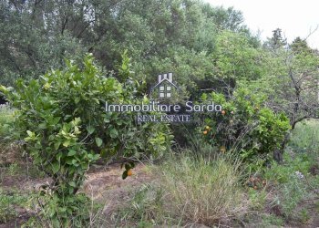 giardino - Rustico Statale 125 Orientale Sarda, Palau - foto 20