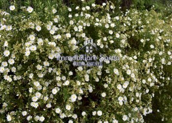 Foto 26 - Rustico Statale 125 Orientale Sarda, Palau - foto 26