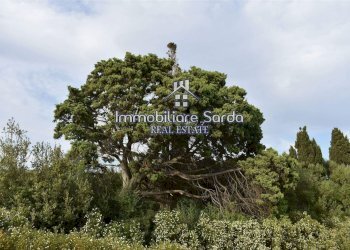 giardino - Rustico Statale 125 Orientale Sarda, Palau - foto 31