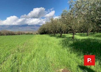 Foto 1 - Agricultural land VIA CACCIAPUGLI, Alvignano - photo 1