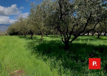 Foto 2 - Agricultural land VIA CACCIAPUGLI, Alvignano - photo 2