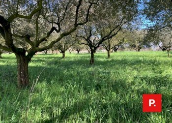 Foto 4 - Agricultural land VIA CACCIAPUGLI, Alvignano - photo 4