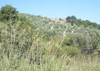 Foto 2 - Terreno agricolo c.da Camarda
snc, Guardialfiera - foto 2