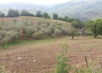 Foto 1 - Terreno agricolo Guardialfiera - foto 1