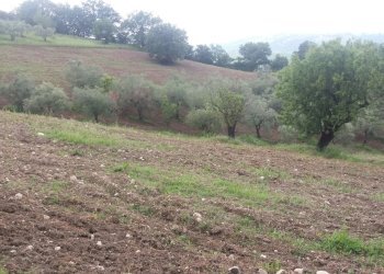 Foto 2 - Terreno agricolo Guardialfiera - foto 2