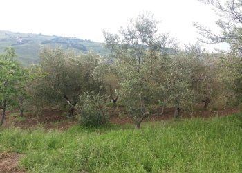 Foto 3 - Terreno agricolo Guardialfiera - foto 3