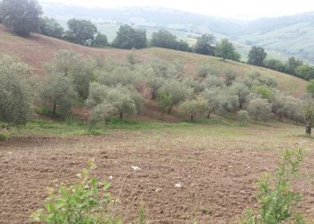 Foto 4 - Terreno agricolo Guardialfiera - foto 4