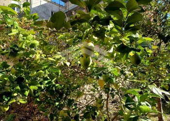 Foto 35 - Stabile - Palazzo Gabriele Pepe
 
sn, Guardialfiera - foto 35