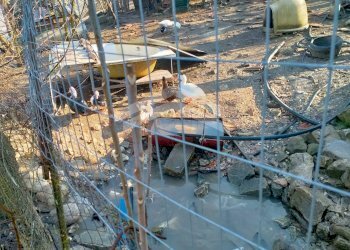 Foto 20 - Terreno agricolo C.da Santa Maria in Valle, Campodipietra - foto 20